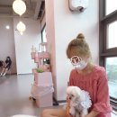 천사유치원 | 멍블리, 천사들을 위한 애견카페에 다녀왔어요! 용인 동백 애카 멍블리 방문 후기!