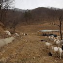 방목목장 이미지