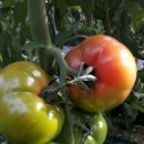 이경희농장 이미지