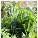 아홉사리농장2 이미지