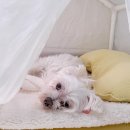 동물병원 유피 이미지