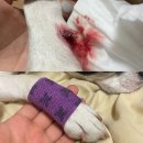 과잉진료 없는 의정부 24시 동물병원 아이유동물메디컬센터