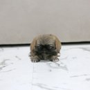 화이트 켄넬 이미지