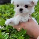 김해 강아지분양 고양이분양 똥강아지 이미지