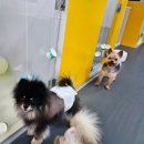 댕바이댕 이미지