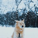 더독 동물병원 | 애완견과 함께할 설 연휴 여행지 BEST 5 (명절여행, 반려동물동반, 여행팁)