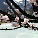 살구꽃공원 이미지