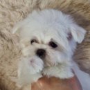 행복애견 | 부천 애견분양후기, 행복을 데려온 특별한 날