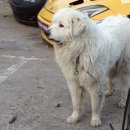 라피드 모터스 이미지