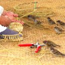 볏짚공예 이미지