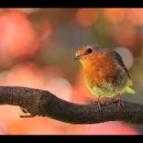 This Little Bird _Marianne Faithfull 이미지