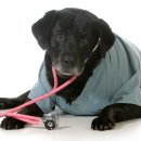 한마음동물의료원 이미지