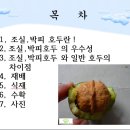 조실성 박피 신품종 호두나무 이미지