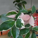 호야약국 이미지