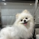 부산애견유치원 댕스하우스 이미지