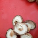 버섯생농장 이미지