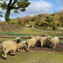 삼삼오오목장 이미지