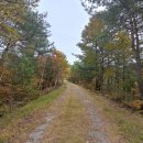 옥화자연휴양림 이미지