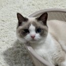누리펫 | 가성비 좋은 고양이 장난감 추천해요! 누리펫 4단타워 트랙볼랑 다이소소쿠리 후기 #내돈내산
