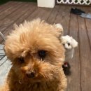 골드독 펜션 이미지