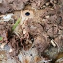 옛날불고기 이미지