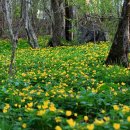 무주화원 이미지