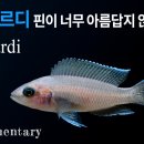 낭만그라피