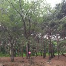 삼가족발 이미지