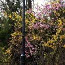 벚꽃주택 이미지