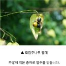 모감주 나무 이미지