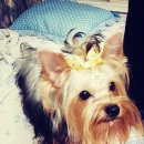 도담이 이미지