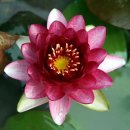 개화주 온대수련(한대수련) -농원직송 이미지