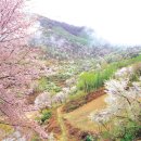 제 70차 꽃길 나들이 금산 보곡산골 하양꽃빛 축제 이미지