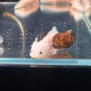 건장개발 | [강원/삼척] 삼척가볼만한곳 무료전시 아이와 가기 좋은 '삼척민물고기전시관' 물고기먹이주기체험🐟✨