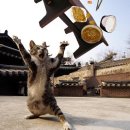 배부른 고양이