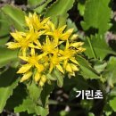 정상(1,310m), 한강의 발원지 검룡소까지 완벽 정복! (태백산 국립공원 탐방예약제 포함) <서포터즈...