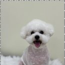 행복한 애견 미용 이미지