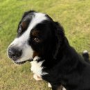 그루비독 이미지