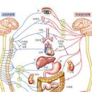 자율신경계 이상 자율신경실조증 증상 병원 치료는? 이미지