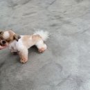 견우애견 이미지