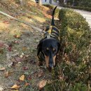 자랑하개 이미지