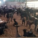 영순2농장 이미지