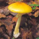 8월의 버섯 - 개나리광대버섯(Amanita subjunquillea) 이미지