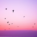 심부름행정사 이미지