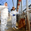 대가 한우 축산농장 이미지