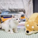 대구고양이분양 나비캣 이미지