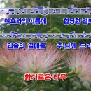 향기로운나무 이미지