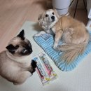 오늘독 | 강아지간식:) 어워드독불리바 후기
