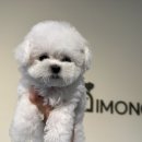 부산강아지분양 디몽 광안리본점 이미지