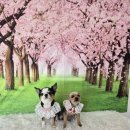 애견은 내친구 이미지